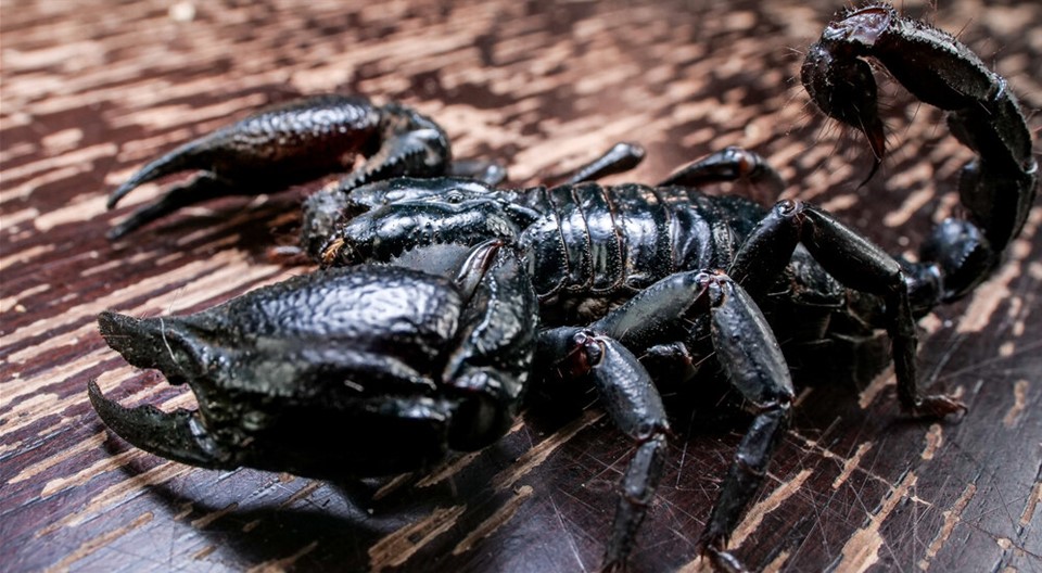 Asian Forest Scorpion