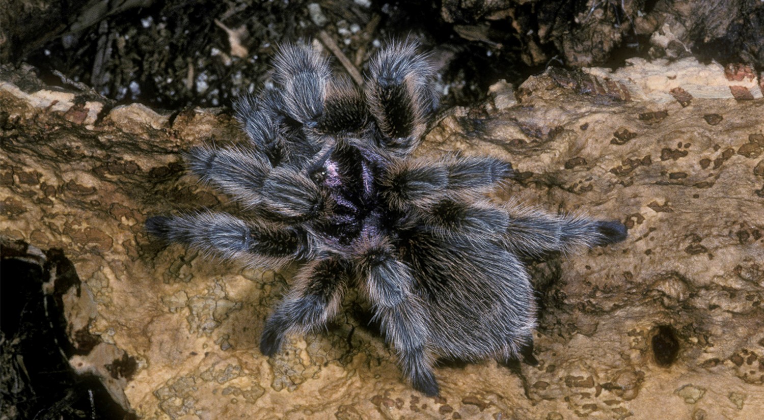 Chilean Rose Tarantula