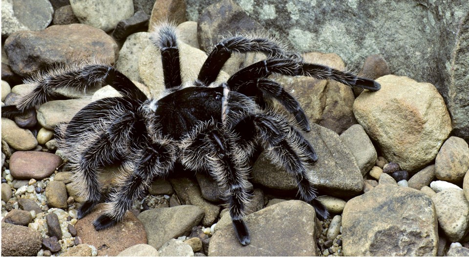 Curlyhair Tarantula