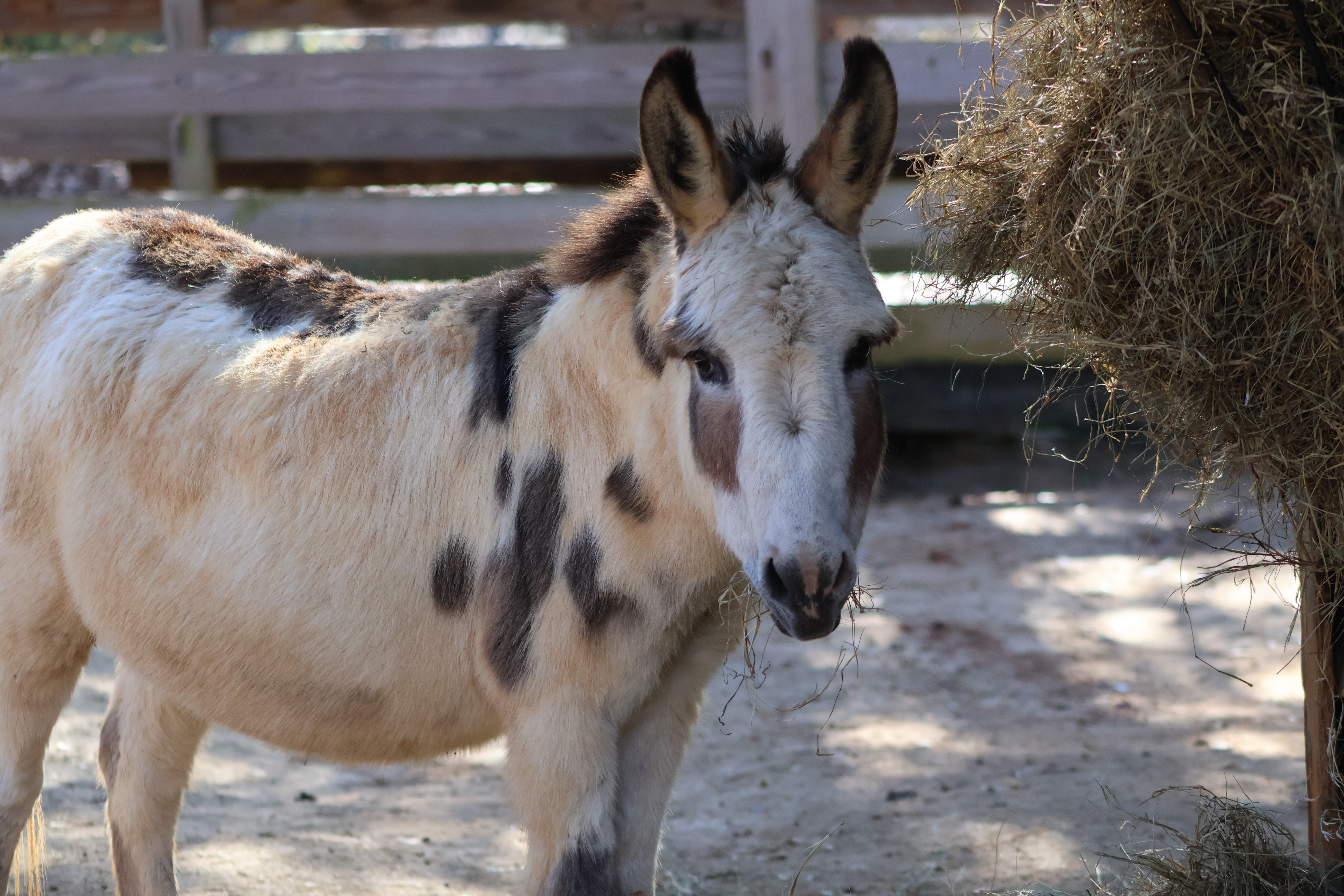 African wild ass/domestic donkey