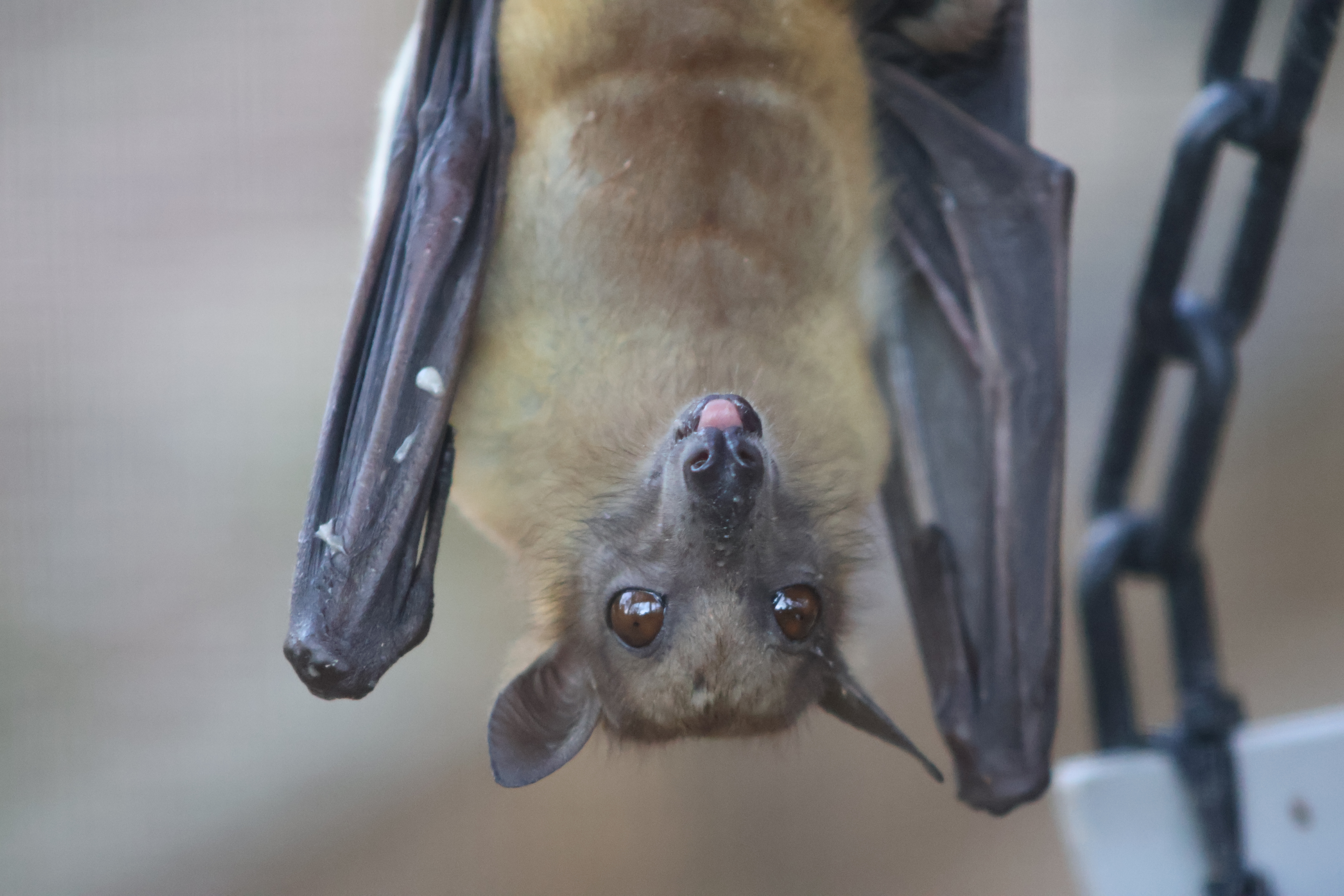 African straw-coloured fruit bat