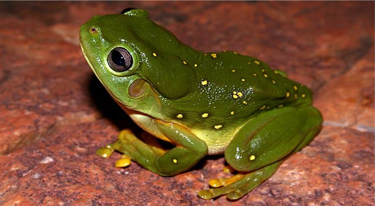 Magnificent Tree Frog