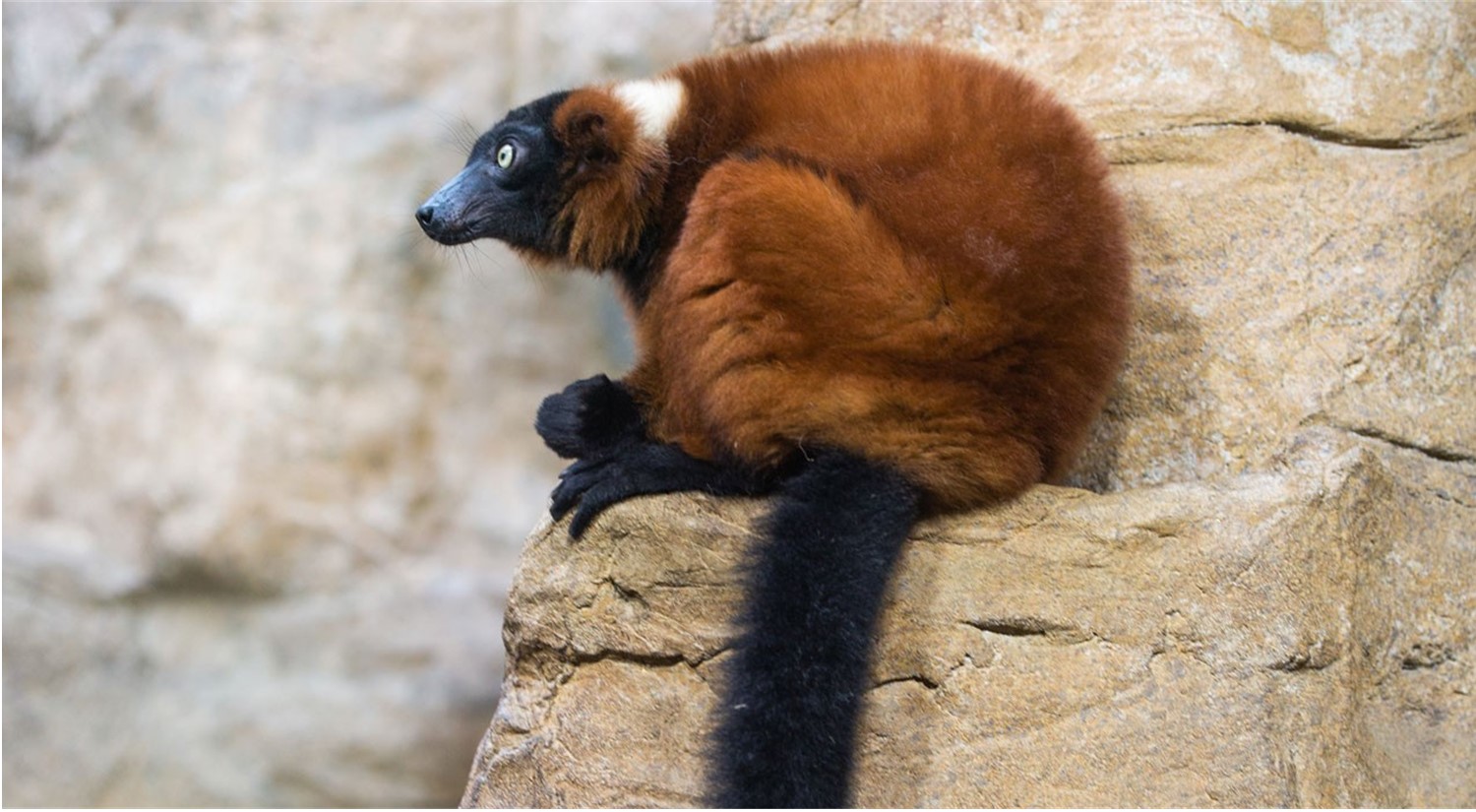 Red ruffed lemur