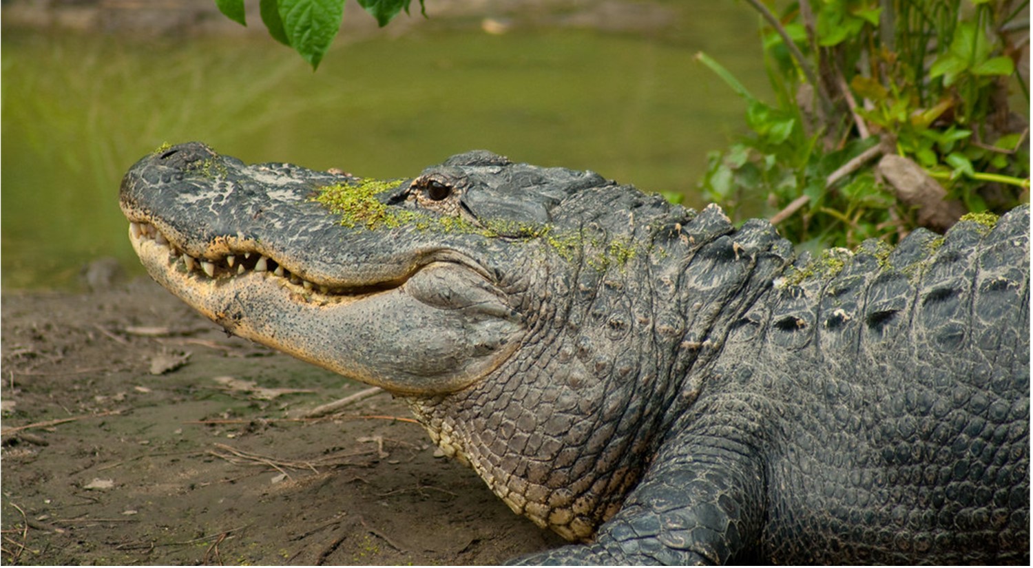 American Alligator