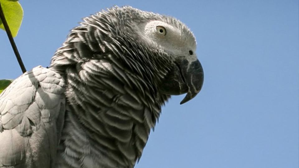 African Grey Parrot