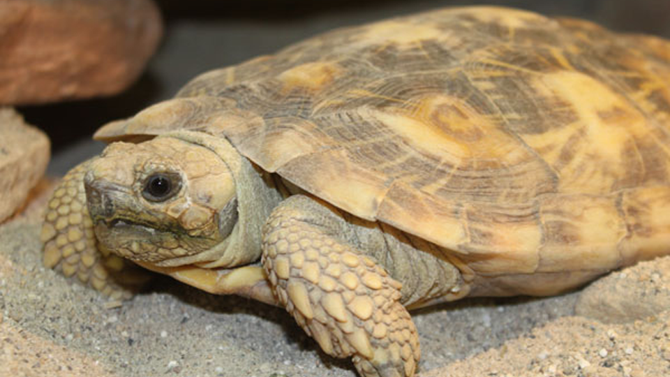 African Pancake Tortoise