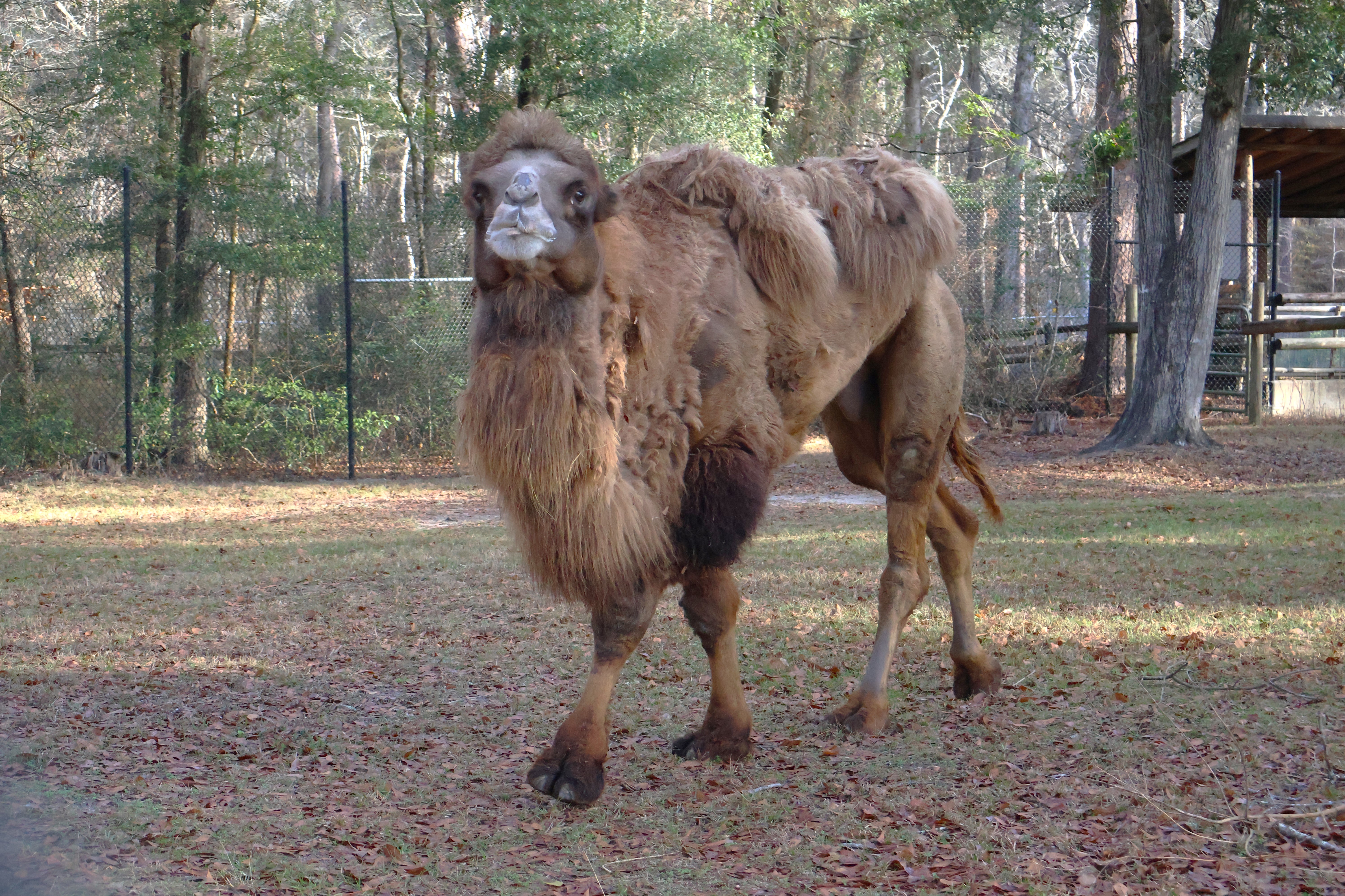 Domestic Bactrian camel