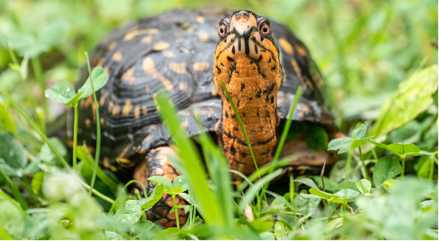 Eastern Box Turtle