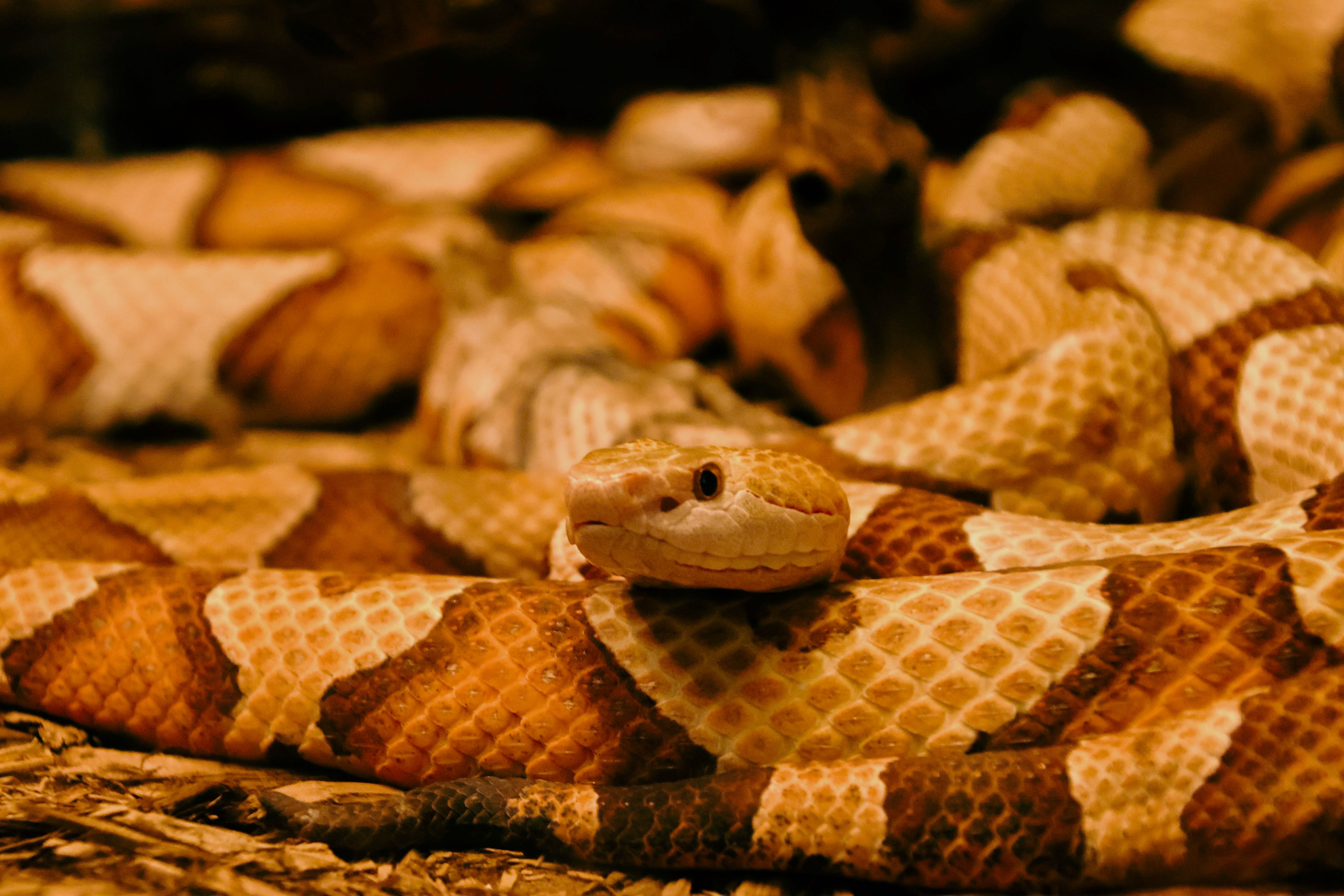 Copperhead