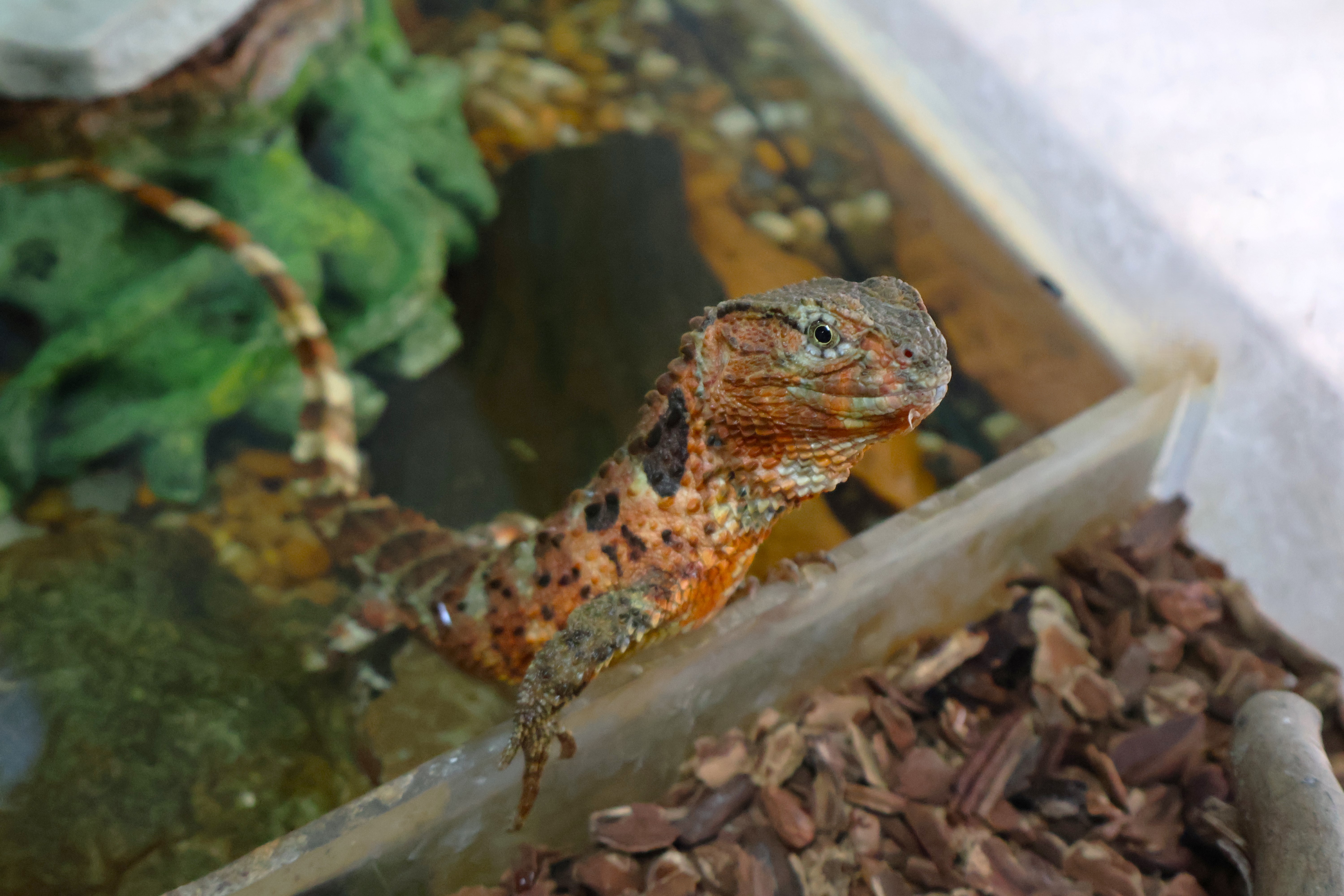 Chinese crocodile lizard