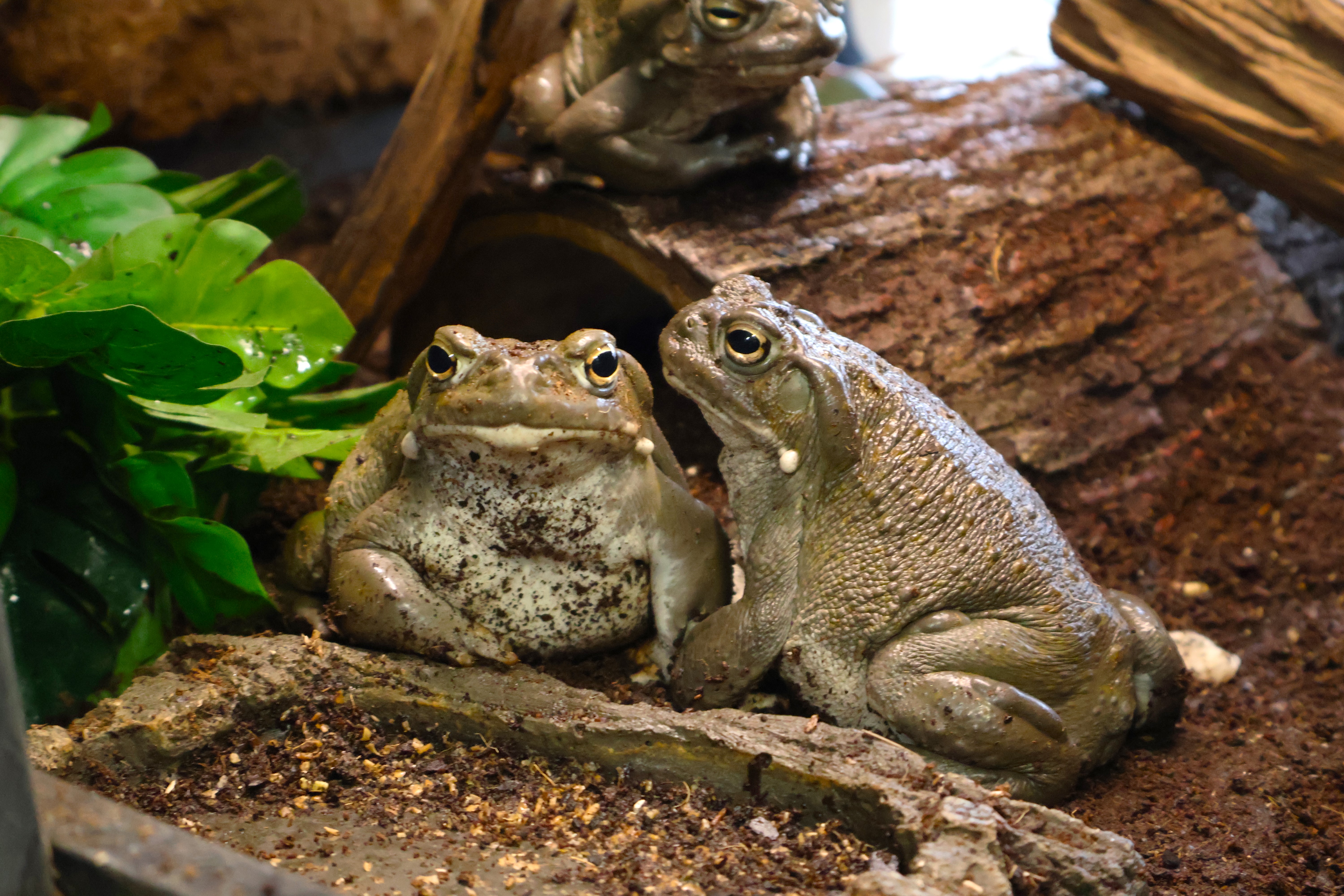 Colorado River Toad