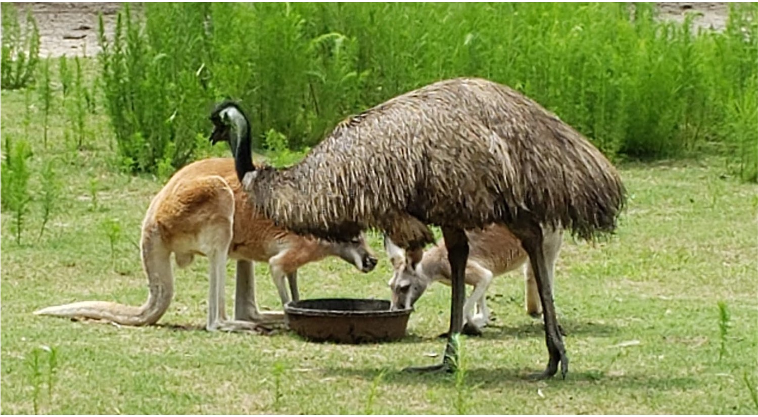 Emu