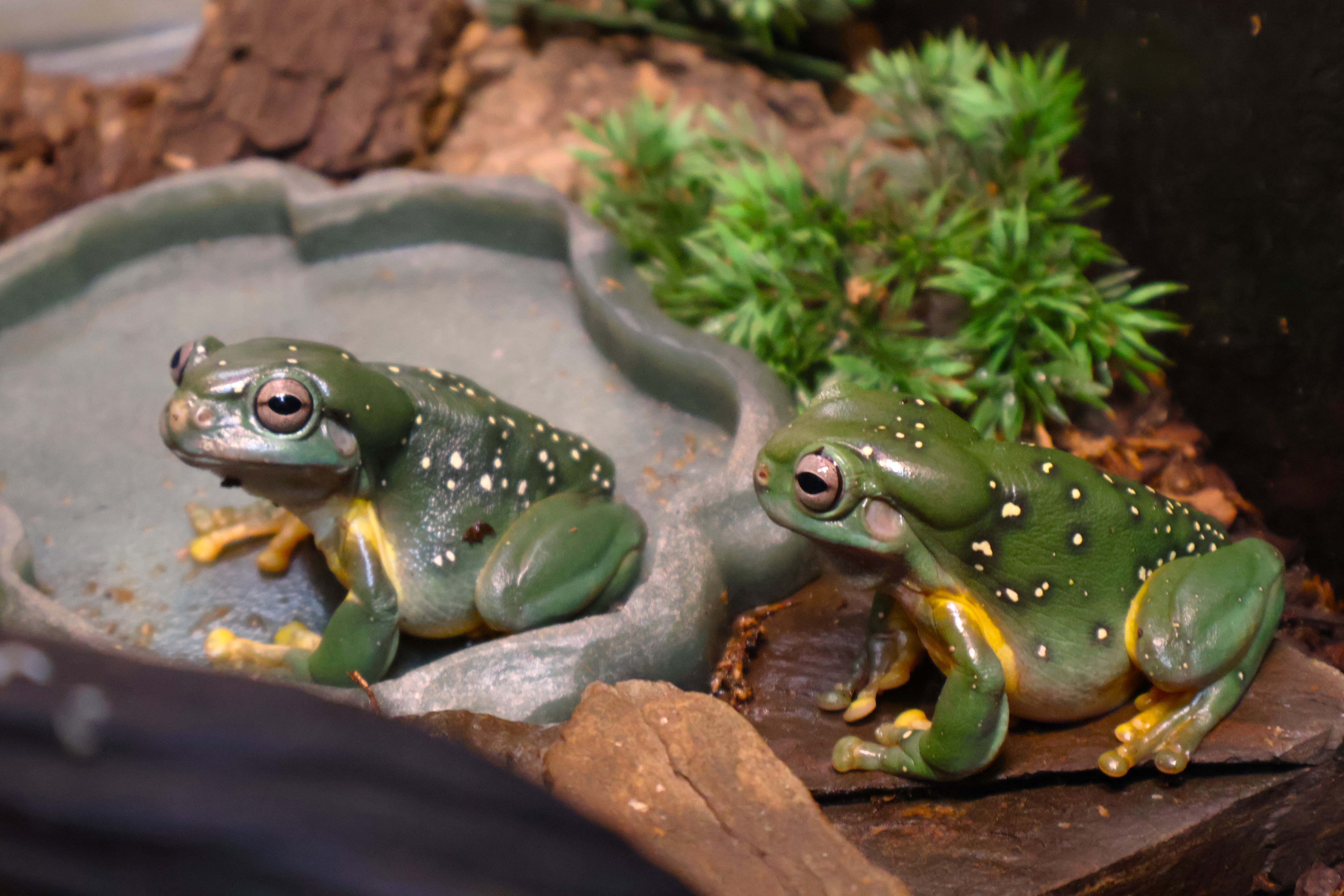 Magnificent Tree Frog