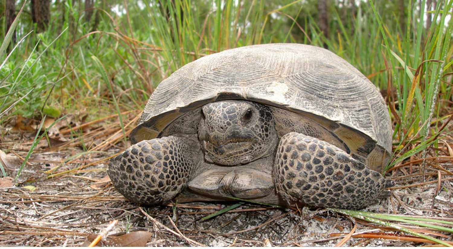 Gopher Tortoise