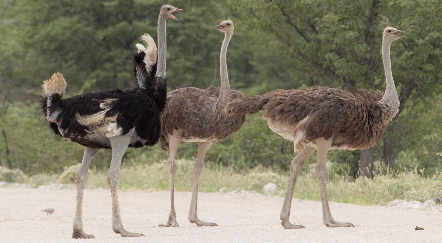 Common Ostrich